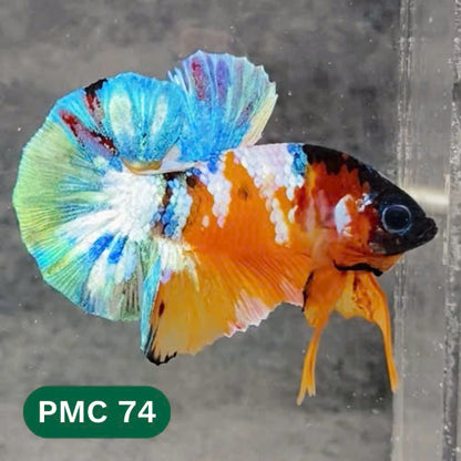 Multicolor Plakat Male Betta Fish |Show Grade|  You Pick Fish