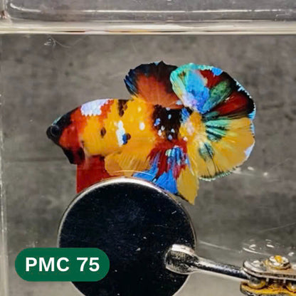 Multicolor Plakat Male Betta Fish |Show Grade|  You Pick Fish