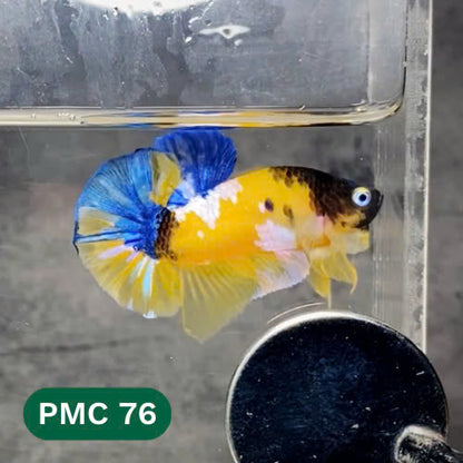 Multicolor Plakat Male Betta Fish |Show Grade|  You Pick Fish