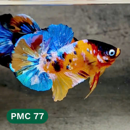 Multicolor Plakat Male Betta Fish |Show Grade|  You Pick Fish