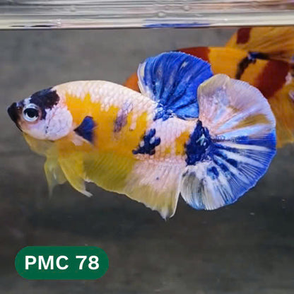 Multicolor Plakat Male Betta Fish |Show Grade|  You Pick Fish