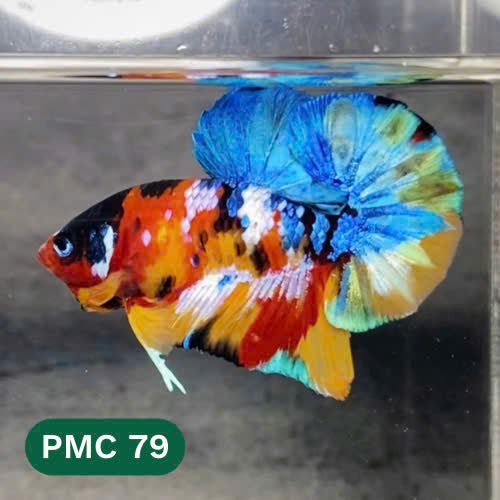 Multicolor Plakat Male Betta Fish |Show Grade|  You Pick Fish