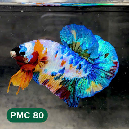 Multicolor Plakat Male Betta Fish |Show Grade|  You Pick Fish