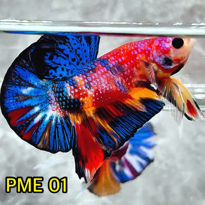 Metallic Plakat Betta Fish | You Pick Betta | Show Grade