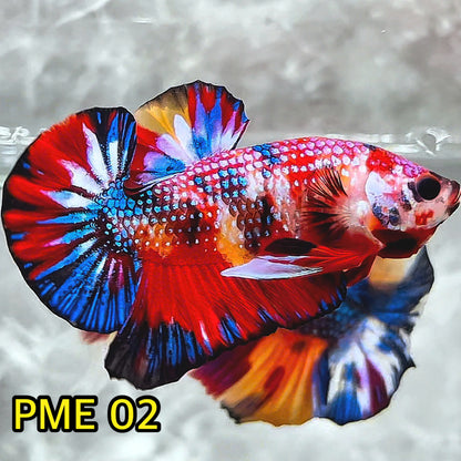 Metallic Plakat Betta Fish | You Pick Betta | Show Grade