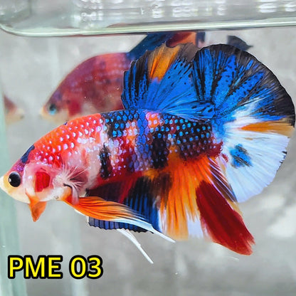 Metallic Plakat Betta Fish | You Pick Betta | Show Grade