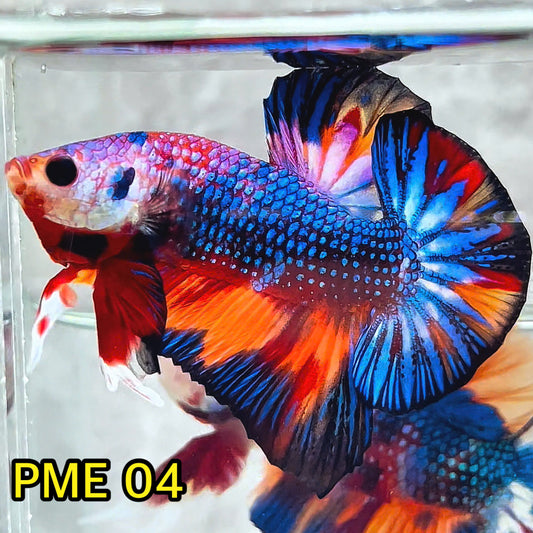 Metallic Plakat Betta Fish | You Pick Betta | Show Grade