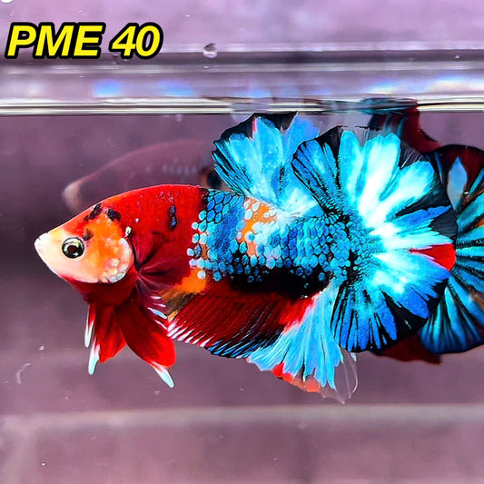 Metallic Plakat Betta Fish | You Pick Betta | Show Grade