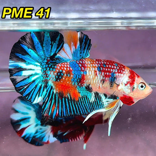 Metallic Plakat Betta Fish | You Pick Betta | Show Grade