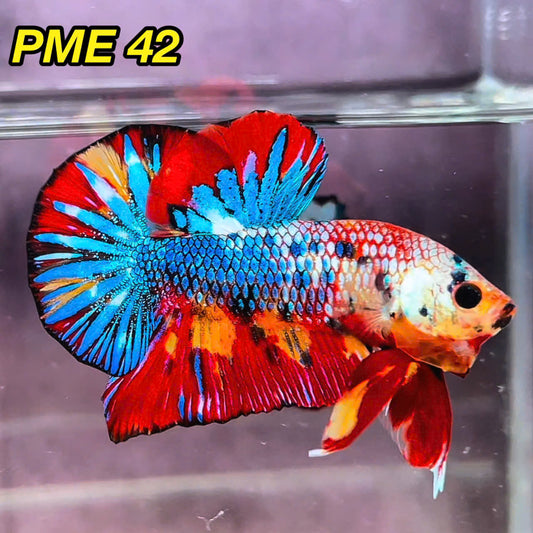 Metallic Plakat Betta Fish | You Pick Betta | Show Grade