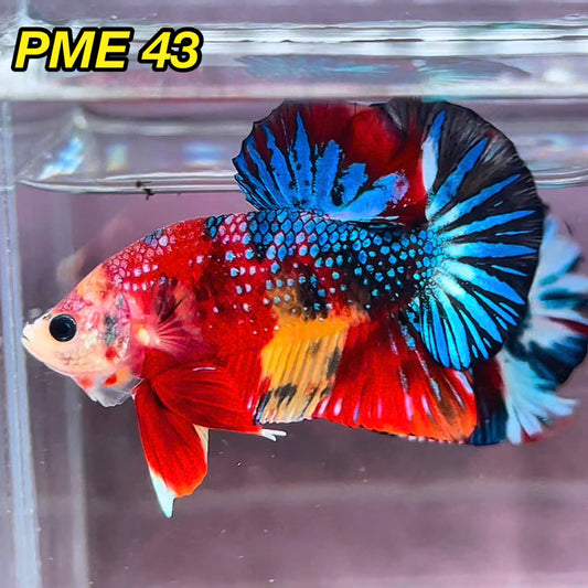 Metallic Plakat Betta Fish | You Pick Betta | Show Grade