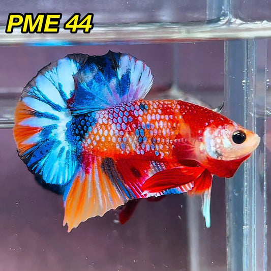 Metallic Plakat Betta Fish | You Pick Betta | Show Grade