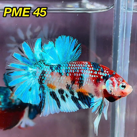 Metallic Plakat Betta Fish | You Pick Betta | Show Grade