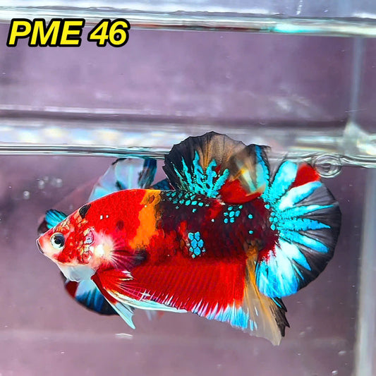 Metallic Plakat Betta Fish | You Pick Betta | Show Grade