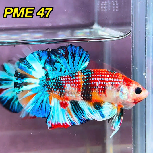 Metallic Plakat Betta Fish | You Pick Betta | Show Grade