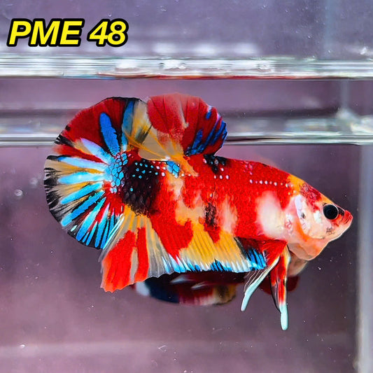 Metallic Plakat Betta Fish | You Pick Betta | Show Grade