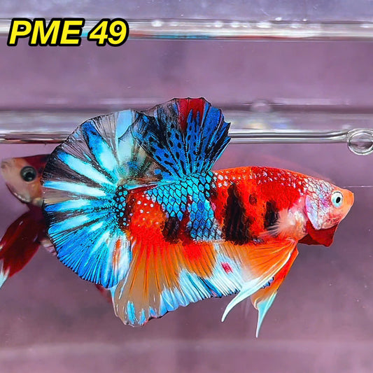 Metallic Plakat Betta Fish | You Pick Betta | Show Grade