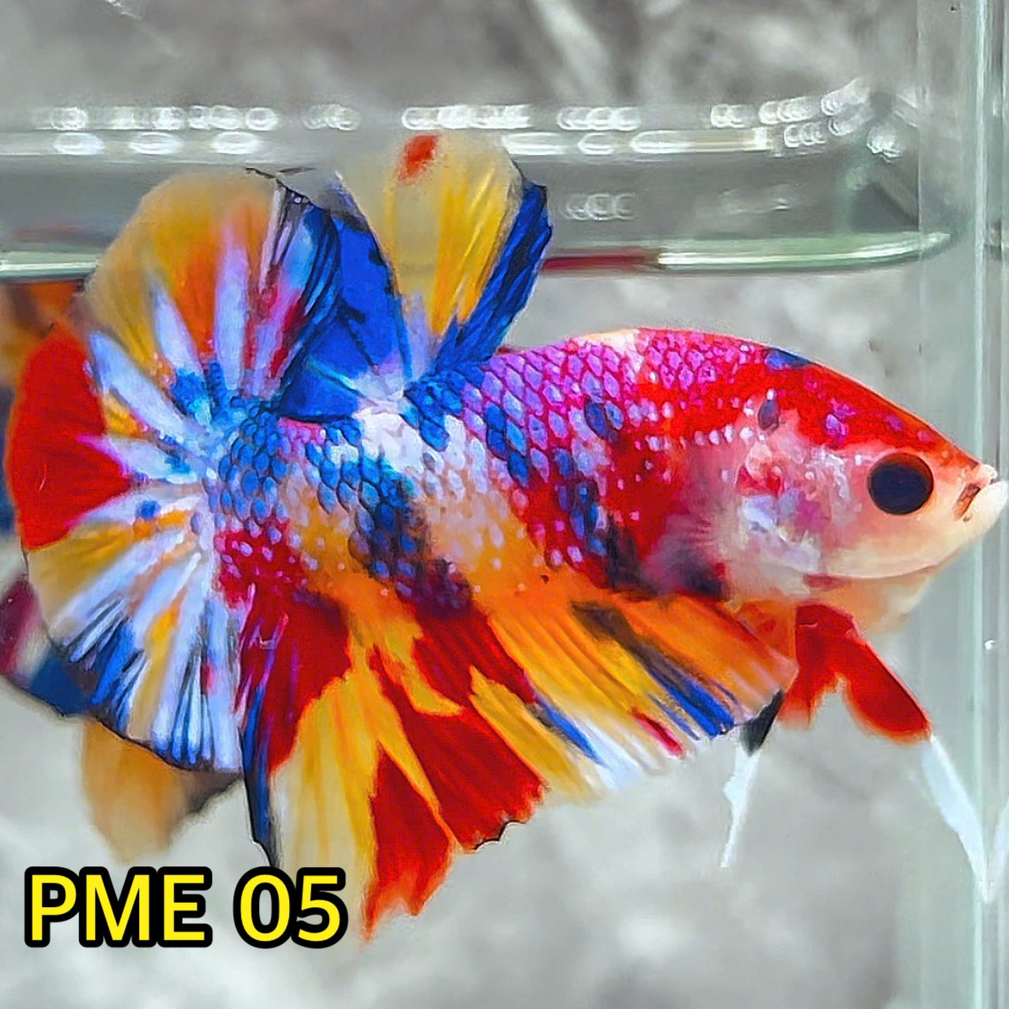 Metallic Plakat Betta Fish | You Pick Betta | Show Grade