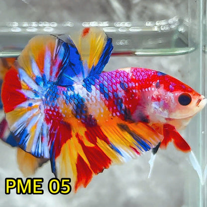 Metallic Plakat Betta Fish | You Pick Betta | Show Grade