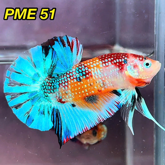 Metallic Plakat Betta Fish | You Pick Betta | Show Grade