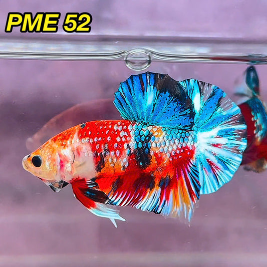 Metallic Plakat Betta Fish | You Pick Betta | Show Grade