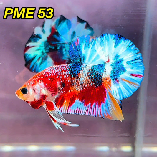 Metallic Plakat Betta Fish | You Pick Betta | Show Grade