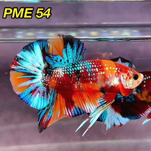 Metallic Plakat Betta Fish | You Pick Betta | Show Grade