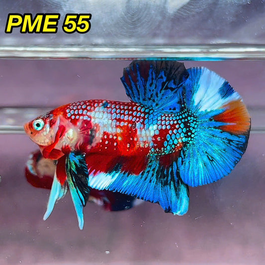 Metallic Plakat Betta Fish | You Pick Betta | Show Grade