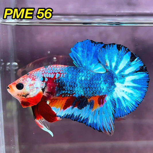 Metallic Plakat Betta Fish | You Pick Betta | Show Grade