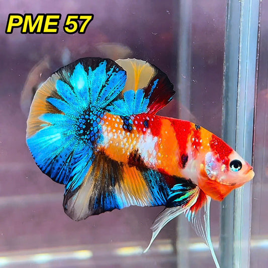 Metallic Plakat Betta Fish | You Pick Betta | Show Grade