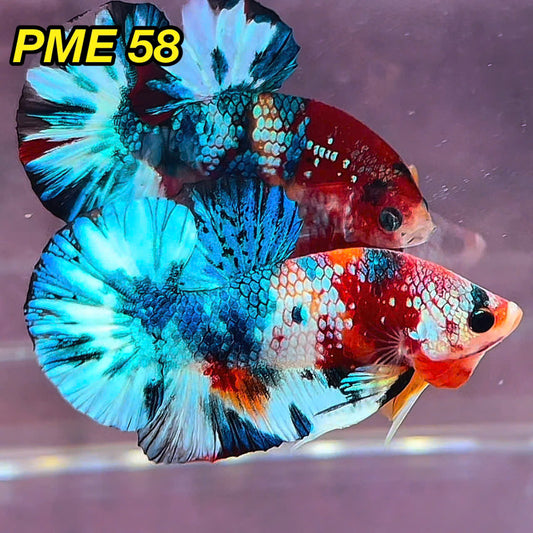 Metallic Plakat Betta Fish | You Pick Betta | Show Grade