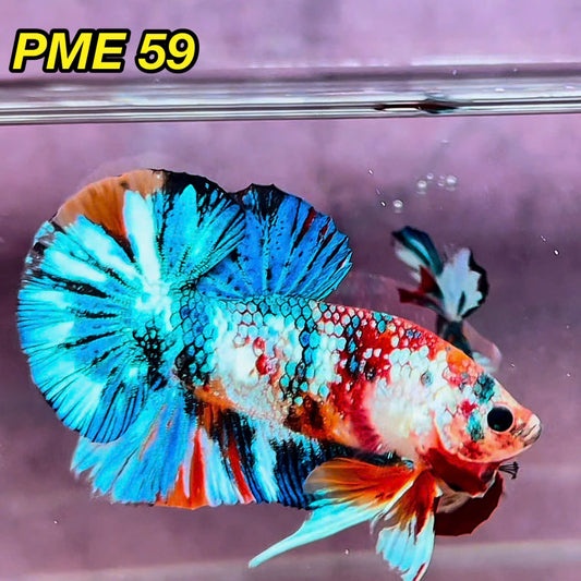 Metallic Plakat Betta Fish | You Pick Betta | Show Grade