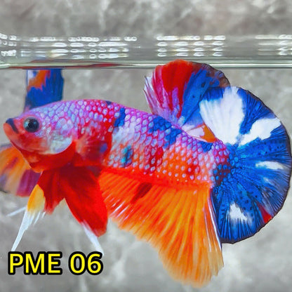 Metallic Plakat Betta Fish | You Pick Betta | Show Grade