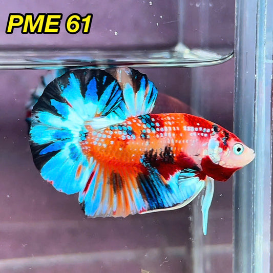 Metallic Plakat Betta Fish | You Pick Betta | Show Grade