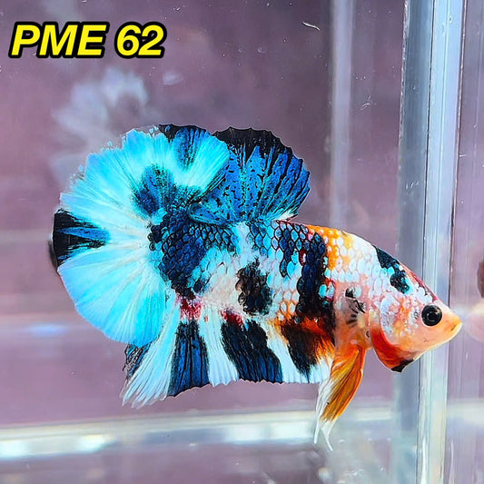 Metallic Plakat Betta Fish | You Pick Betta | Show Grade