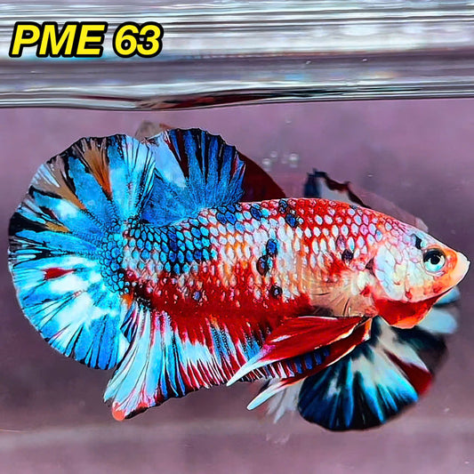 Metallic Plakat Betta Fish | You Pick Betta | Show Grade