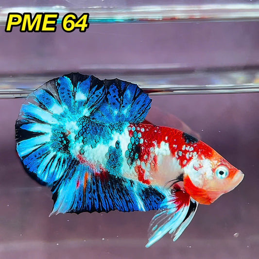 Metallic Plakat Betta Fish | You Pick Betta | Show Grade