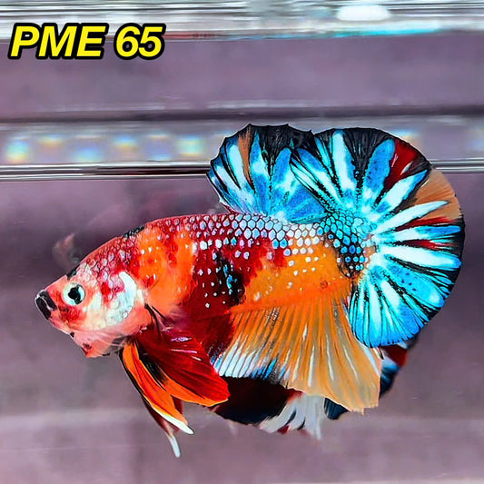 Metallic Plakat Betta Fish | You Pick Betta | Show Grade