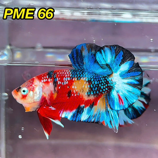 Metallic Plakat Betta Fish | You Pick Betta | Show Grade