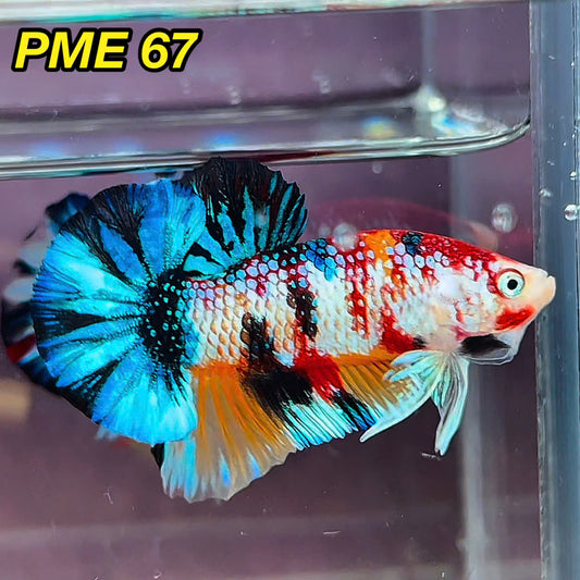 Metallic Plakat Betta Fish | You Pick Betta | Show Grade