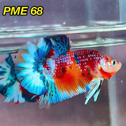 Metallic Plakat Betta Fish | You Pick Betta | Show Grade