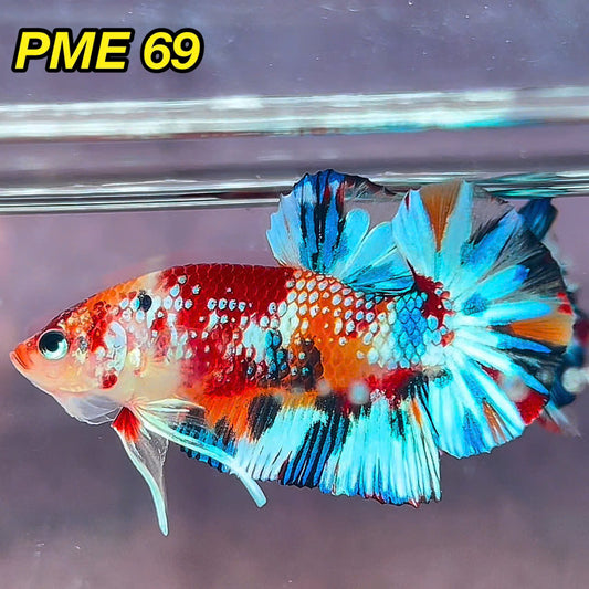 Metallic Plakat Betta Fish | You Pick Betta | Show Grade