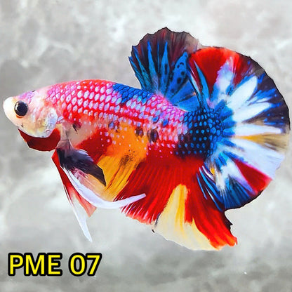 Metallic Plakat Betta Fish | You Pick Betta | Show Grade