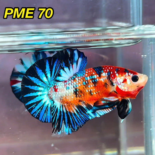 Metallic Plakat Betta Fish | You Pick Betta | Show Grade