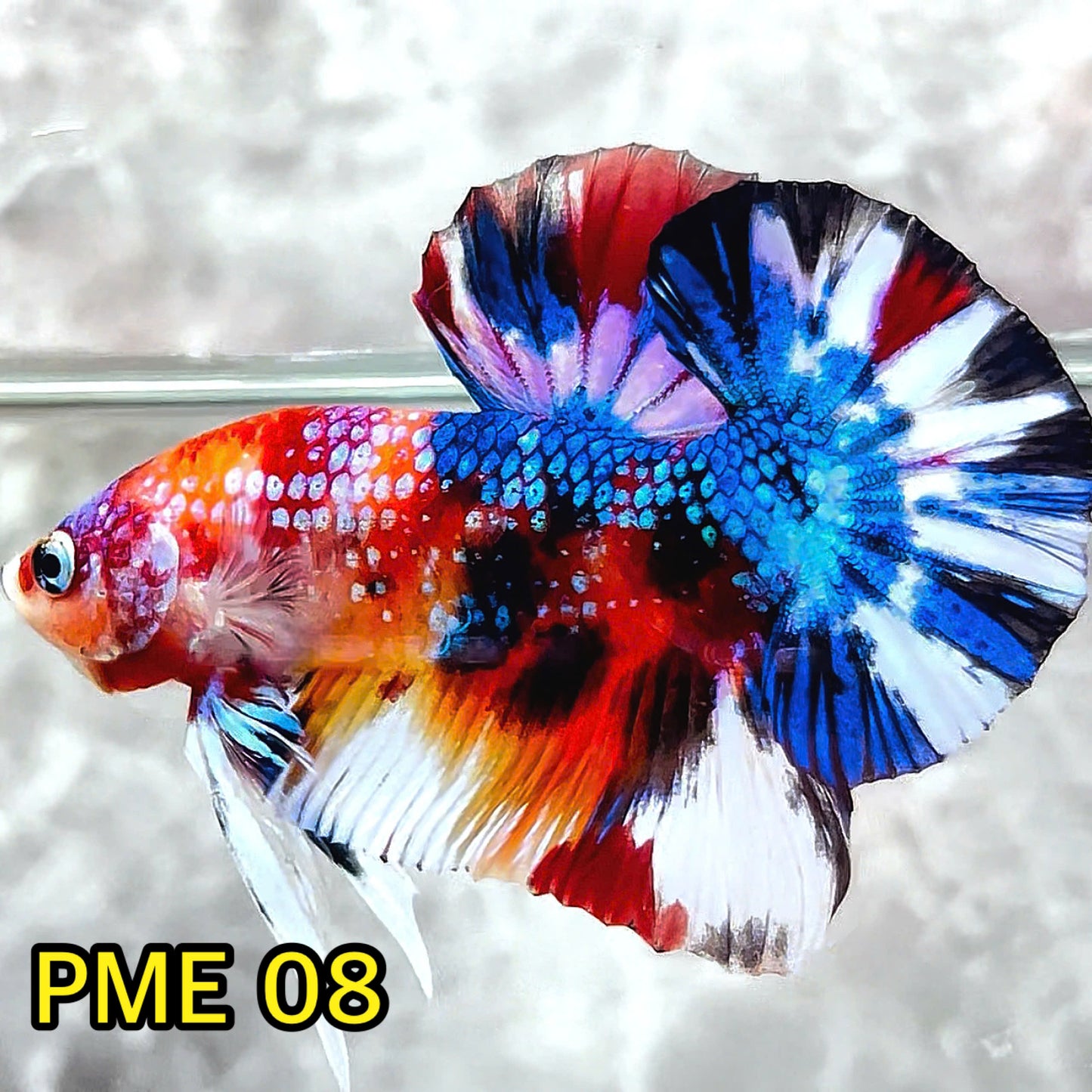 Metallic Plakat Betta Fish | You Pick Betta | Show Grade