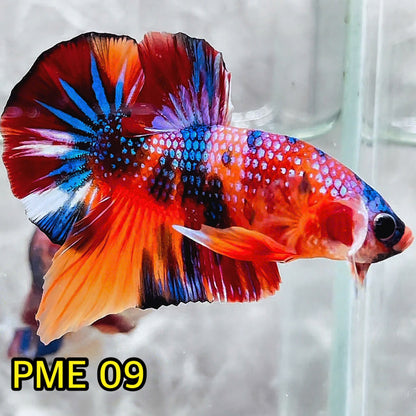 Metallic Plakat Betta Fish | You Pick Betta | Show Grade