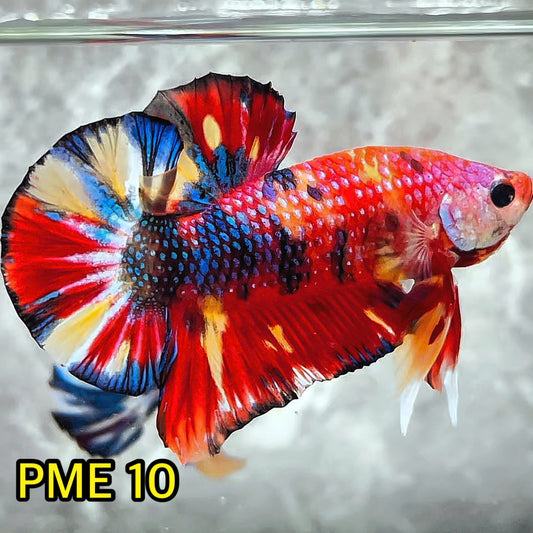 Metallic Plakat Betta Fish | You Pick Betta | Show Grade