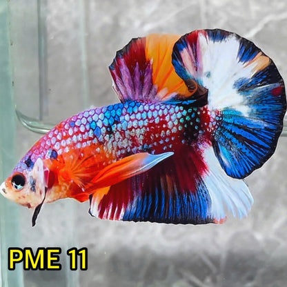 Metallic Plakat Betta Fish | You Pick Betta | Show Grade