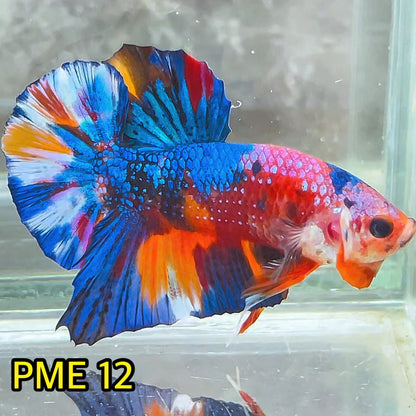 Metallic Plakat Betta Fish | You Pick Betta | Show Grade