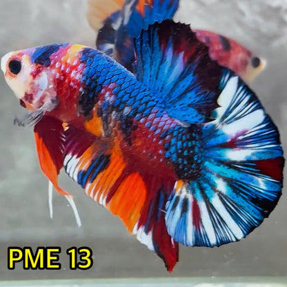 Metallic Plakat Betta Fish | You Pick Betta | Show Grade